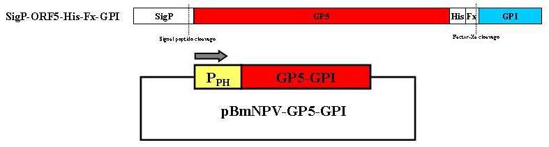 Transfer vector for the production of recombinant BmNPV that expresses PRRSV GP5-GPI anchored protein in insect cells. Transfer vector pBmNPV-GP5-GPI. The GP5-GPI were introduced under the control of the polyhedrin (PPH) promoter. The arrow indicates the direction of transcription.