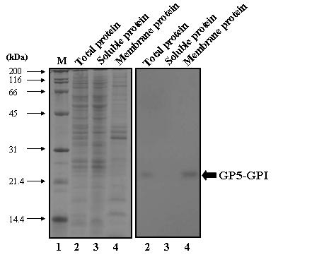 SDS-PAGE and western blot analyses of recombinant GP5-GPI in BmNPV-GP5-GPI-infected BmN cells. BmN cells were infected with the recombinant BmNPV-GP5-GPI at an MOI of 5 pfu per cell. Cells were collected at 3 dpi. Total protein (lane 2), soluble protein (Lane 3) and membrane protein (lane 4) were subjected to 12% SDS-PAGE (left), electroblotted, and incubated with anti-GP5 antibody (right). Molecular weight standards were used as a size marker (lane 1). The GP5-GP1 fusion protein is indicated by arrow.