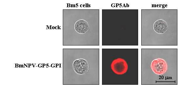 Immunofluorescent staining of BmN cells. BmN cells were mock-infected (upper) or infected with the recombinant BmNPVGP5-GPI (lower). Cells were incubated with anti-GP5 antibody (red). Bar indicates 20 μm.