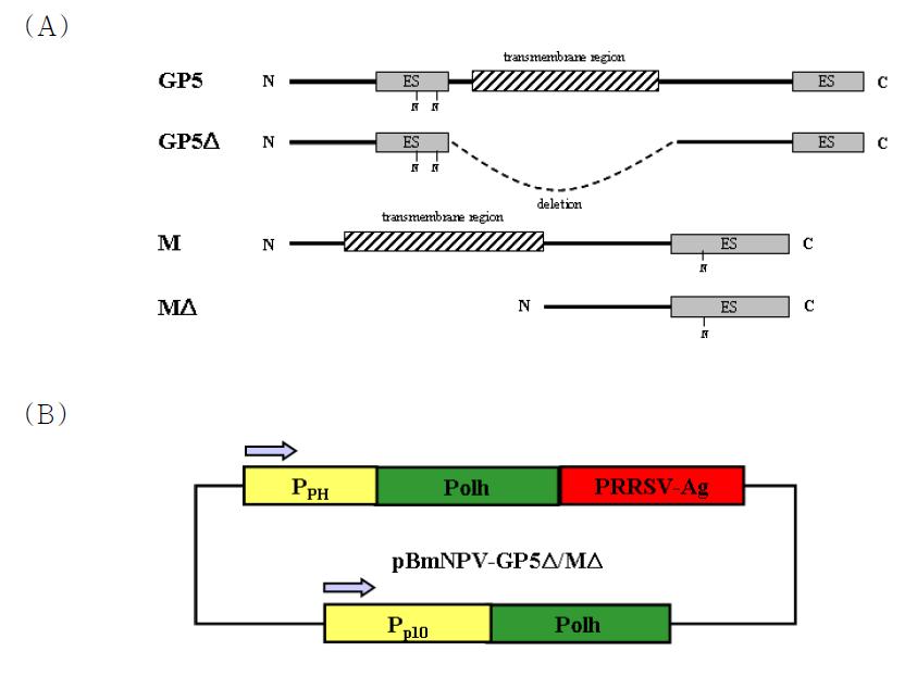 Transfer vector for the production of recombinant BmNPV that expresses recombinant polyhedra carrying PRRAV GP5Δ or MΔ. (A) The domain structure of PRRAV GP5, GP5Δ, M and MΔ. Epitope sites (ES) and N-glycosylation sites (N) are shown. (B) Transfer vector pBmNPV-GP5 /M . The BmNPV native Δ Δ polyhedrin gene and the fusion gene polh-GP5Δ/MΔ were introduced under the control of the p10 (Pp10) or the polyhedrin (PPH) promoter, respectively. The arrows indicate the direction of transcription.