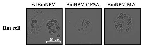 Expression of recombinant polyhedra carrying GP5Δ or MΔ in BmNPV-GP5Δ/MΔ-infected BmN cells. BmN cells infected with either the wild-type BmNPV or the recombinant BmNPV-GP5Δ/MΔ were photographed at 3 dpi. Bar indicates 20 μm.