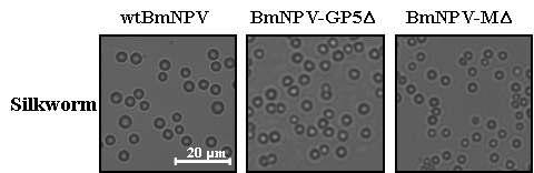 Scanning electron microscopy of wild-type BmNPV polyhedra (left), recombinantpolyhedra carrying PRRSV GP5Δ (middle) and PRRSV MΔ (right). Scale bar, 20 µm.