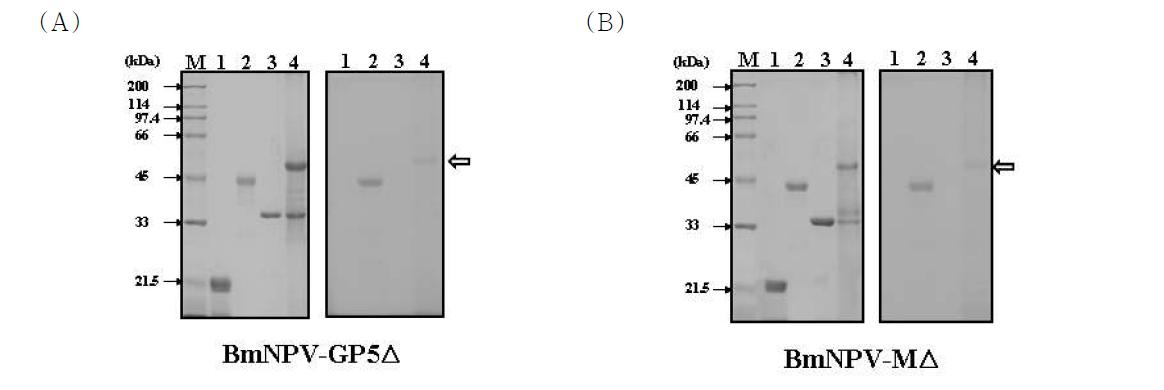 Glycoprotein staining in recombinant polyhedra carrying PRRAV GP5Δ (A) or MΔ(B). The nonglycosylated protein soybean trypsin inhibitor (lane 1) and wild type polyhedrin protein (lane 3) were used as a negative control. The glycosylated protein horseradish peroxidase served as a positive control (lane 2). The recombinant polyhedra carrying PRRAV GP5Δ or MΔ were analyzed to lane 4. The polh-GP5Δ/MΔ fusion proteins are indicated by arrows.