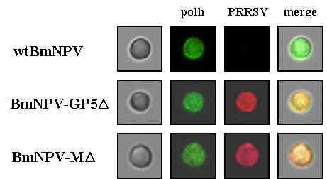 Immunofluorescent staining of wild-type BmNPV polyhedra (upper), recombinantpolyhedra carrying PRRSV GP5Δ (middle) and PRRSV MΔ (lower). The polyhedra were incubated with anti-polyhedrin antibody (green) or anti-PRRSV antibody (red).