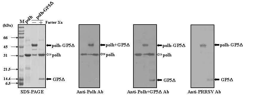 SDS-PAGE and western blot analyses of recombinant polyhedra carrying PRRSV GP5Δ that were produced in BmNPV-GP5Δ-infected silkworm larvae. Recombinant polyhedra were subjected to 13% SDS-PAGE (A), electroblotted, and incubated with anti-polyhedrin antibody (B), anti-polh-GP5Δ or anti-PRRSV GP5Δ antibody (D). Molecular weight standards were used as size markers (lane M).