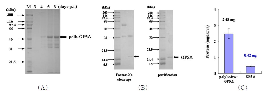 Productivity of the PRRSV GP5Δ antigen in BmNPV-GP5Δ-infected silkwormlarvae. SDS-PAGE of recombinant polyhedra carrying PRRSV GP5Δ that were produced in BmNPV-GP5Δ-infected silkworm larvae (A). On day 1 of the fifth instar larval stage, B. mori larvae were infected with recombinant BmNPV-GP5Δ at 1 × 105 pfu/larva. Hemolymph and recombinant polyhedra were collected at 3, 4, 5, and 6 dpi. SDS-PAGE of recombinant polyhedra carrying PRRSV GP5Δ, cleavage of GP5Δ by treatment of factor-Xa and the purified GP5Δ antigen (B). The productivity of GP5Δ and the fusion protein were measured at 6 dpi and expressed as ㎎ per ml of mg per larva (C).