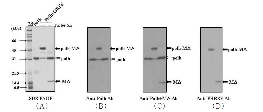 SDS-PAGE and western blot analyses of recombinant polyhedra carrying PRRSV MΔ that were produced in BmNPV-MΔ-infected silkworm larvae. Recombinant polyhedra were subjected to 13% SDS-PAGE (A), electroblotted, and incubated with anti-polyhedrin antibody (B), anti-polh-MΔ or anti-PRRSV MΔ antibody (D). Molecular weight standards were used as size markers (lane M).