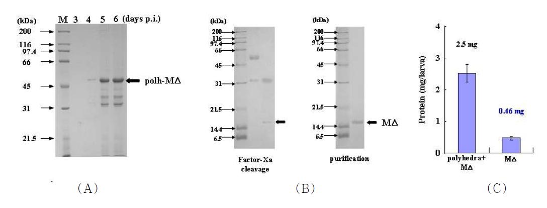 Productivity of the PRRSV M antigen in BmNPV-M Δ Δ-infected silkworm larvae. SDS-PAGE of recombinant polyhedra carrying PRRSV MΔ that were produced in BmNPV-MΔ-infected silkworm larvae (A). On day 1 of the fifth instar larval stage, B. mori larvae were infected with recombinant BmNPV-MΔ at 1 × 105 pfu/larva. Hemolymph and recombinant polyhedra were collected at 3, 4, 5, and 6 dpi. SDS-PAGE of recombinant polyhedra carrying PRRSV MΔ, cleavage of MΔ by treatment of factor-Xa and the purified MΔ antigen (B). The productivity of MΔ and the fusion protein were measured at 6 dpi and expressed as ㎎ per ml of mg per larva (C).