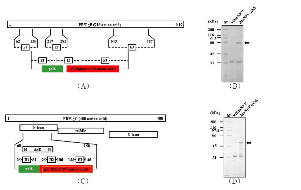 The domain structure of PRV gBΔ (A) and gCΔ (C). SDS-PAGE of recombinantpolyhedra carrying PRRSV gBΔ (B) or gCΔ (D) that were produced in BmNPV-gBΔ or gCΔ-infected BmN cell.