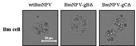 Expression of recombinant polyhedra carrying gBΔ or gCΔ in BmNPV-gBΔ/gCΔ-infected BmN cells. BmN cells infected with either the wild-type BmNPV or the recombinant BmNPV-gBΔ/gCΔ were photographed at 3 dpi. Bar indicates 20 μm.