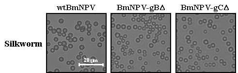 Scanning electron microscopy of wild-type BmNPV polyhedra (left), recombinant polyhedra carrying PRV gB (middle) and PRV Δ gCΔ (right). Scale bar, 20 μm.