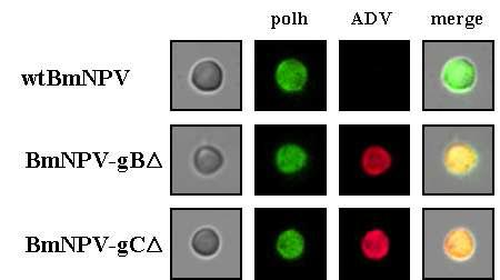 Immunofluorescent staining of wild-type BmNPV polyhedra (upper), recombinant polyhedra carrying PRRSV gBΔ (middle) and PRRSV gCΔ (lower). The polyhedra were incubated with anti-polyhedrin antibody (green) or anti-PRV antibody (red).