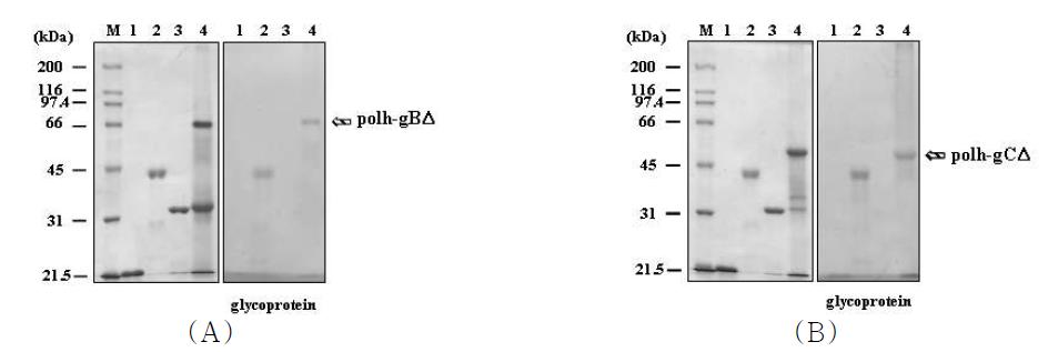 Glycoprotein staining in recombinant polyhedra carrying PRV gBΔ (A) or gCΔ (B). The nonglycosylated protein soybean trypsin inhibitor (lane 1) and wild type polyhedrin protein (lane 3) were used as a negative control. The glycosylated protein horseradish peroxidase served as a positive control (lane 2). The recombinant polyhedra carrying PRRAV gBΔ or gCΔ were analyzed to lane 4. The polh-gBΔ/gCΔ fusion proteins are indicated by arrows.