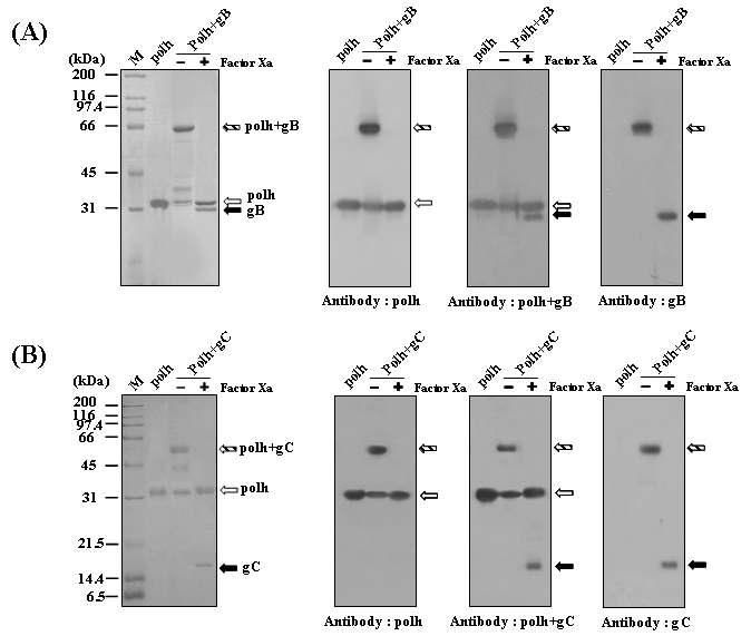 SDS-PAGE and western blot analyses of recombinant polyhedra carrying PRV gB Δ (A) or gCΔ (B). Recombinant polyhedra were subjected to SDS-PAGE, electroblotted, and incubated with anti-polyhedrin antibody, anti-polh-gBΔ/gCΔ or anti-PRV gBΔ/gCΔ antibody. Molecular weight standards were used as size markers (lane M).