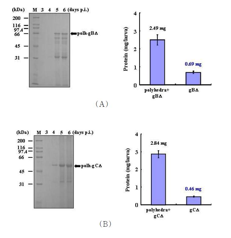 Productivity of the PRV gBΔ (A) and PRV gCΔ (B) antigen in BmNPV-gBΔ/gCΔ -infected silkworm larvae. SDS-PAGE of recombinant polyhedra carrying PRV gBΔ/gCΔ that were produced in BmNPV-gBΔ/gCΔ-infected silkworm larvae. On day 1 of the fifth instar larval stage, B. mori larvae were infected with recombinant BmNPV-gBΔ/gCΔ at 1 × 105 pfu/larva. Hemolymph and recombinant polyhedra were collected at 3, 4, 5, and 6 dpi. The productivity of gBΔ/gCΔ and the fusion protein were measured at 6 dpi and expressed as ㎎ per ml of mg per larva.