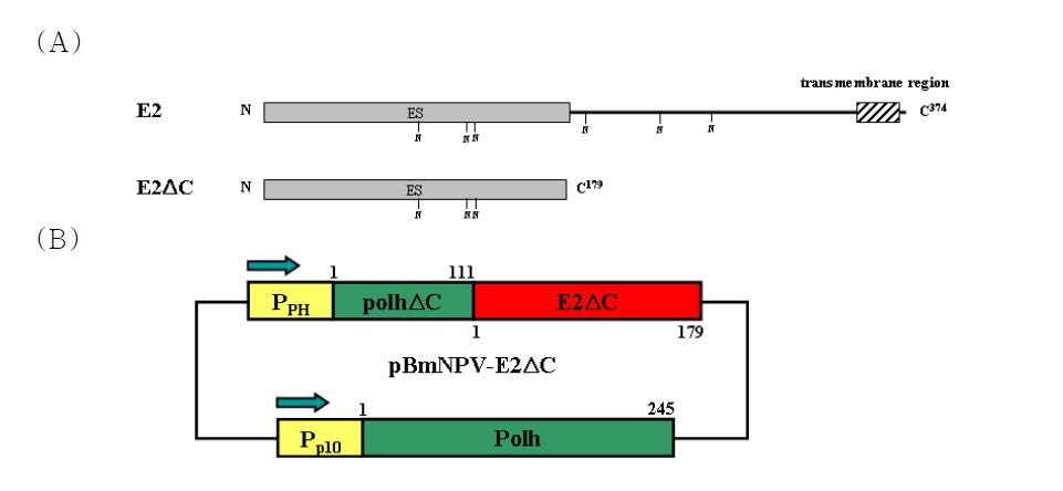 Transfer vector for the production of recombinant BmNPV that expresses recombinant polyhedra carrying CSFV E2ΔC. (A) The domain structure of CSFV E2 and E2ΔC. Epitope sites (ES) and N-glycosylation sites (N) are shown. (B) Transfer vector pBmNPV-E2ΔC. The BmNPV native polyhedrin gene and the fusion gene polhΔC-E2ΔC were introduced under the control of the p10 (Pp10) or the polyhedrin (PPH) promoter, respectively. The arrows indicate the direction of transcription.