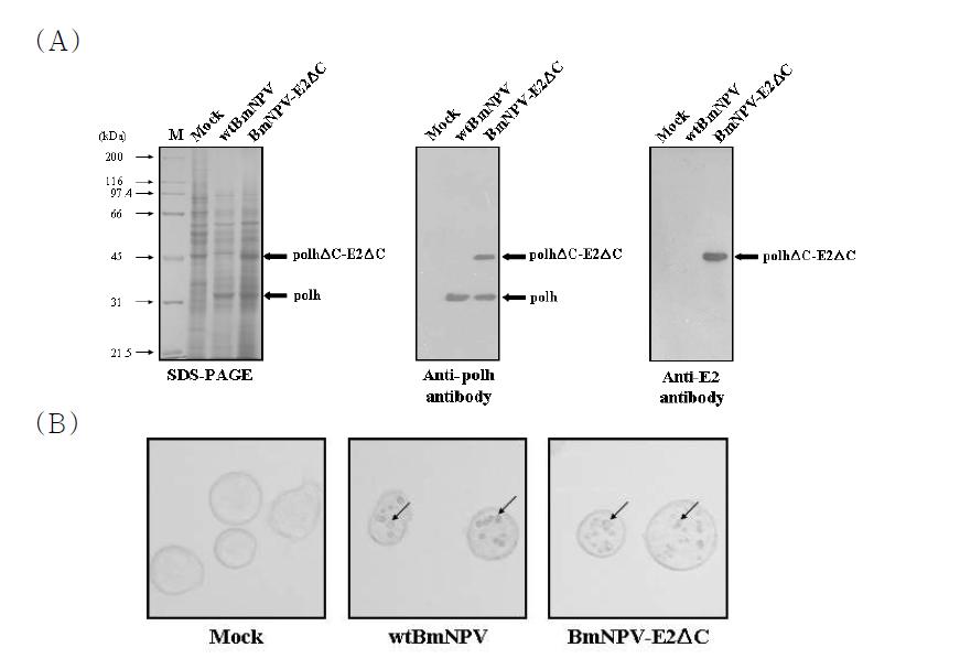 Expression of recombinant polyhedra carrying E2 ΔC in BmNPV-E2ΔC-infected BmN cells. (A) SDS-PAGE and western blot analyses of recombinant polyhedra carrying E2ΔC in BmNPV-E2ΔC-infected BmN cells. BmN cells were mock-infected or infected with either the wild-type BmNPV or the recombinant BmNPV-E2ΔC at an MOI of 5 pfu per cell. Cells were collected at 3 dpi. Total cellular lysates were subjected to 10% SDS-PAGE (left), electroblotted, andincubated with anti-polyhedrin antibody (middle) or anti-CSFV E2 antibody (right). Molecular weight standards were used as a size marker (lane M). The polhΔC-E2ΔC fusion protein and native polyhedrin are indicated by arrows. (B) Production of polyhedra in BmN cells. BmN cells infected with either the wild-type BmNPV or the recombinant BmNPV-E2ΔC were photographed at 3 dpi (500×). The polyhedra are indicated by arrows.