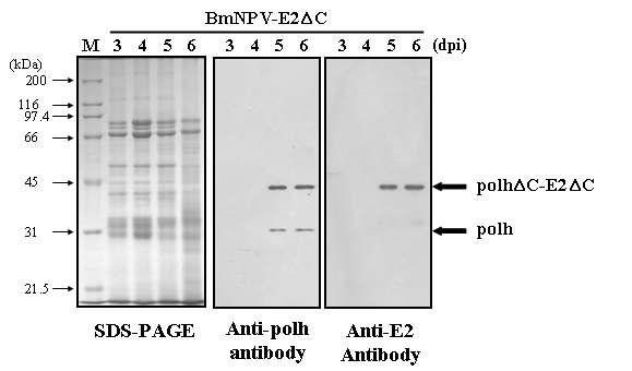 Expression of recombinant polyhedra carrying E2ΔC in BmNPV-E2ΔC-infected silkworm larvae. SDS-PAGE and western blot analyses of the hemolymph of BmNPV-E2Δ C-infected silkworm larvae. On day 1 of the fifth instar larval stage, B. mori larvae were infected with recombinant BmNPV-E2ΔC at 1 × 105 pfu/larva. Hemolymph was collected at 3, 4, 5, and 6 dpi. Hemolymph samples (1 ㎕ of hemolymph/lane) were subjected to 10% SDS-PAGE (left), electroblotted, and incubated with anti-polyhedrin antibody (middle) or anti-CSFV E2 antibody (right). Molecular weight standards were used as size markers (lane M). The polh C-E2 C fusion protein and native polyhedrin Δ Δ are indicated by arrows.