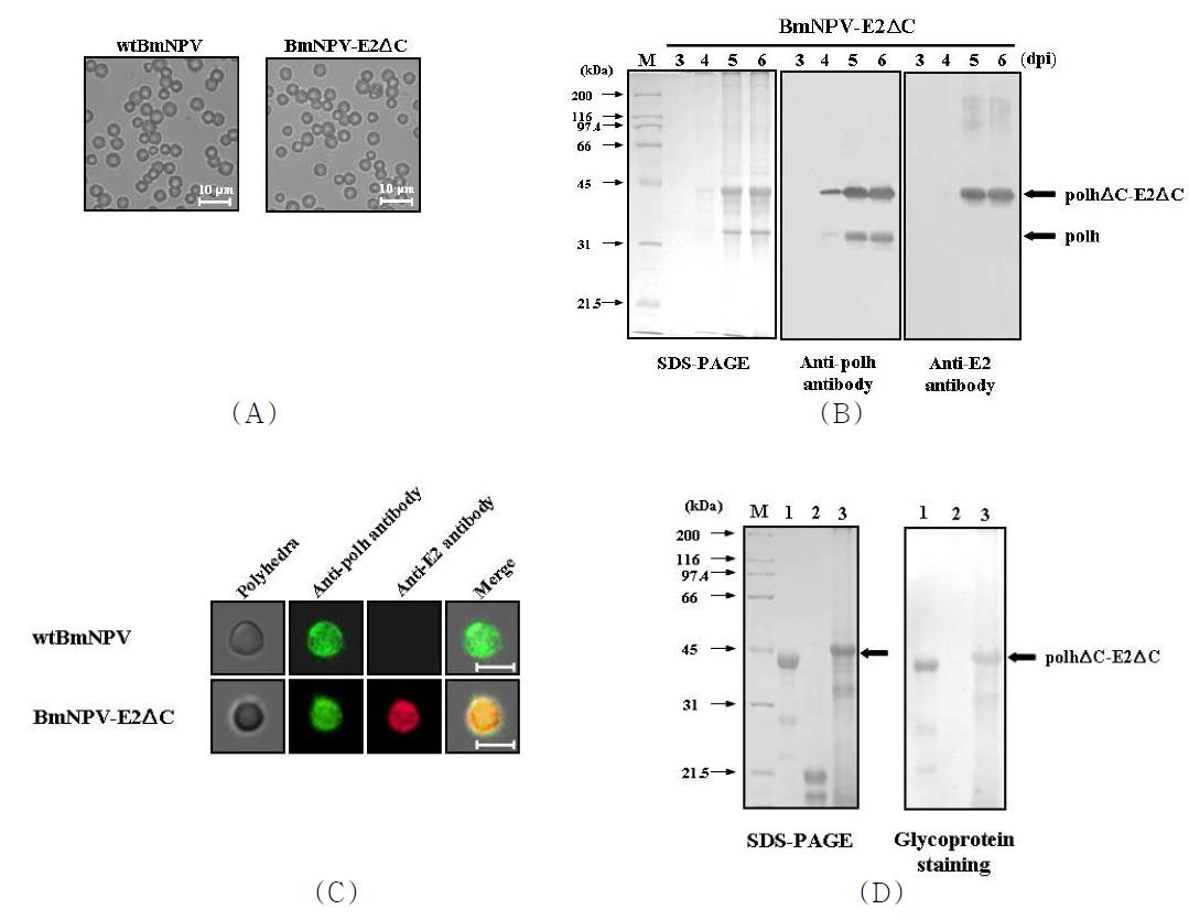 Production ofrecombinant polyhedra carrying E2ΔC in BmNPV-E2ΔC-infected silkworm larvae. (A) Scanning electron microscopy of wild-type BmNPV polyhedra (left) and recombinant polyhedra carrying CSFV E2ΔC (right). Scale bar, 5 μm. (B) SDS-PAGE and western blot analyses of recombinant polyhedra carrying CSFV E2ΔC that were produced in BmNPV-E2ΔC-infected silkworm larvae. Recombinant polyhedra were subjected to 10% SDS-PAGE (left), electroblotted, and incubated with anti-polyhedrin antibody (middle) or anti-CSFV E2 antibody (right). Molecular weight standards were used as size markers (lane M). The polhΔC-E2ΔC fusion protein and native polyhedrin are indicated by arrows. (C) Immunofluorescent staining of wild-type BmNPV polyhedra (upper) and recombinant polyhedra carrying CSFV E2ΔC (lower). The polyhedra were incubated with anti-polyhedrin antibody (green) or anti-CSFV E2 antibody (red). Scale bar, 5 μm. (D) Glycoprotein staining in recombinant polyhedra carrying CSFV E2ΔC (lane 3). The glycosylated protein horseradish peroxidase (5 μg) served as a positive control (lane 1). The nonglycosylated protein soybean trypsin inhibitor (5 μg) was used as a negative control (lane 2). The polhΔC-E2ΔC fusion protein is indicated by arrows.