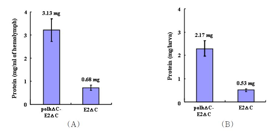 Productivity of the CSFV E2ΔC antigen in BmNPV-E2ΔC-infected silkwormlarvae. The productivity of E2ΔC and the fusion protein were measured at 6 dpi and expressed as ㎎ per ml of hemolymph (A) and ㎎ per larva (B).