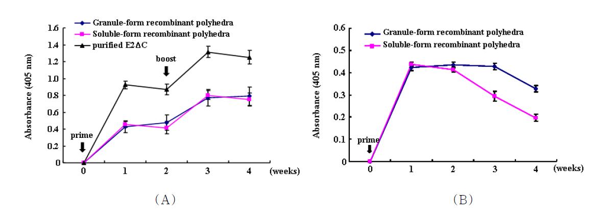 CSFV E2 antibody titers in the sera of mice immunized with purified E2ΔC,granule- or soluble-form recombinant polyhedra carrying E2ΔC. (A) Anti-E2 antibodies that were induced in mice via a prime-boost immunization. Arrows represent the prime and the boost immunization. The sera of the tested mice were harvested at 1-week intervals after the prime-boost immunization and diluted 1:100. CSFV E2 antibody titers are expressed as the mean ± SD (n = 3). (B) Anti-E2 antibodies that were induced in mice by the prime immunization. The arrow represents the prime immunization. The sera of the tested mice were harvested at 1-week intervals after the prime immunization and diluted 1:100. CSFV E2 antibody titers are expressed as the mean ± SD (n = 3).