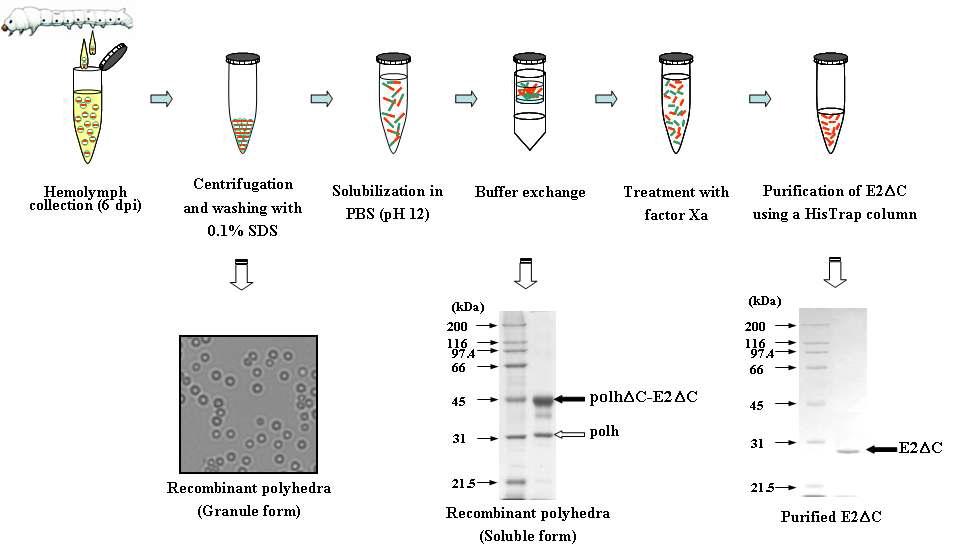 Schematic outline of the purification of recombinant polyhedra, solubilizedrecombinant polyhedra, and E2ΔC protein.