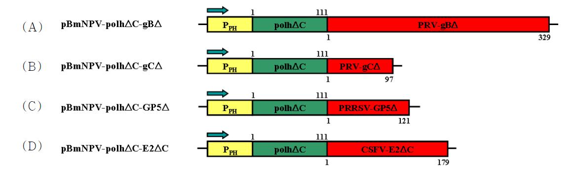 Transfer vector pBmNPV-gBΔ/gCΔ/GP5Δ/E2ΔC for the production of recombinant BmNPV that expresses recombinant polyhedra carrying PRV gBΔ (A), PRV gCΔ (B), PRRSV GP5Δ (C) or CSFV E2ΔC (D). The arrows indicate the direction of transcription.