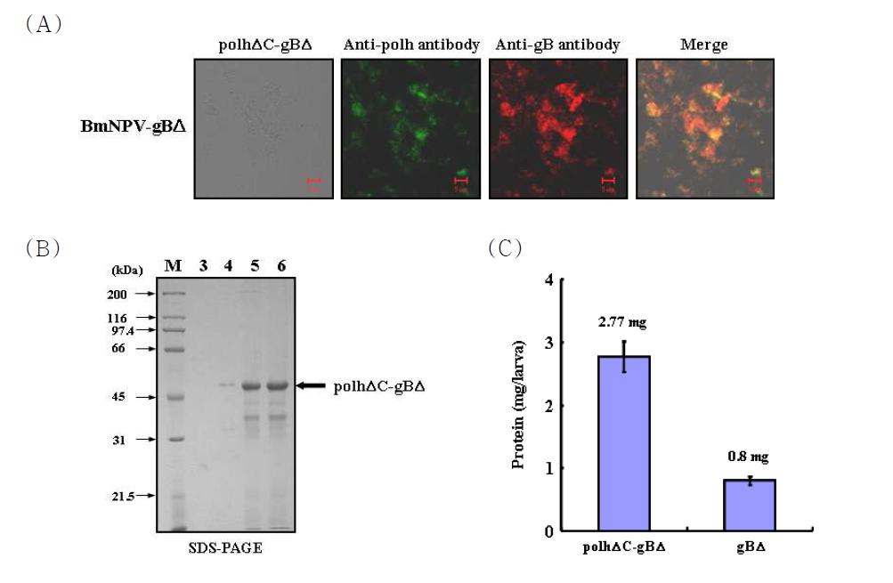 Production of recombinant polyhedra carrying gBΔ in BmNPV-gBΔ-infectedsilkworm larvae. (A) Immunofluorescent staining of fusion-form antigen carrying PRV gB Δ. The recombinant fusion protein were incubated with anti-polyhedrin antibody (green) or anti-PRV gB antibody (red). Scale bar, 5 μm. (B) SDS-PAGE analyses of recombinant fusion protein carrying PRV gBΔ that were produced in BmNPV-gBΔ-infected silkworm larvae. On day 1 of the fifth instar larval stage, B. mori larvae were infected with recombinant BmNPV-gBΔ at 1 ×105 pfu/larva. Recombinant fusion protein were collected at 3, 4, 5, and 6 dpi. Molecular weight standards were used as size markers (lane M). (C) The polhΔC-gBΔ fusion protein is indicated by arrows. Productivity of the PRV gBΔ antigen in BmNPV-gBΔ-infected silkworm larvae.