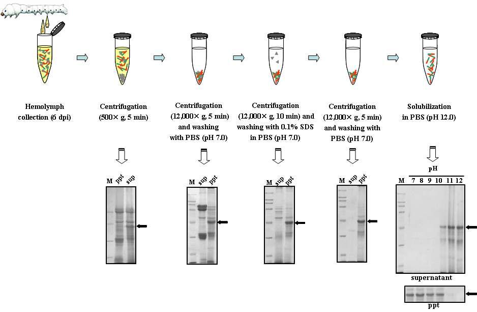 Schematic outline of the purification of recombinant polyhedra, solubilizedrecombinant polyhedra, and E2ΔC protein.