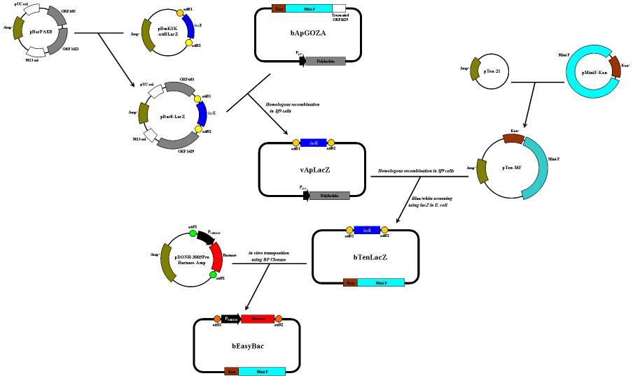 Schematic construction map of the recombinant AcNPV genome, bEasyBac.