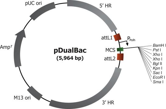 Construction map of the donor vector, pDualBac.