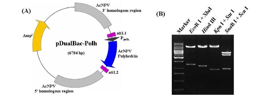 Construction map (A) and confirmation of the internal structure (B) of the donor vector,pDualBac-Polh, by restriction endonuclease digestion pattern.