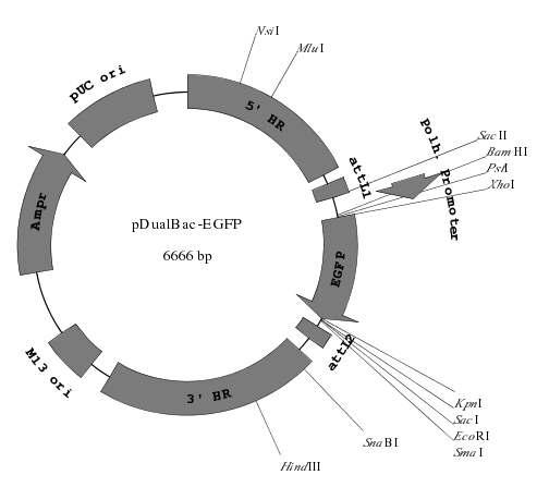 Construction map of the donor vector, pDualBac-EGFP.