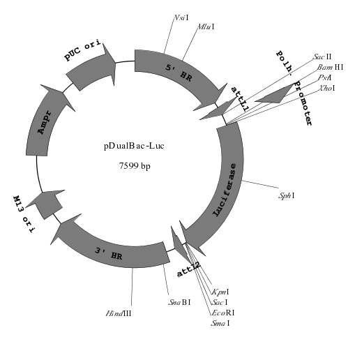 Construction map of the donor vector, pDualBac-Luc.