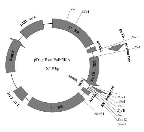 Construction map of the donor vector, pDualBac-PolhEKA.