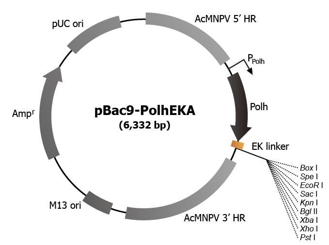 Construction map of the transfer vector, pBac9-PolhEKA.