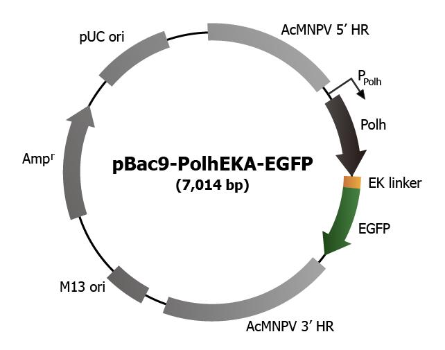 Construction map of the transfer vector, pBac9-PolhEKA-EGFP.