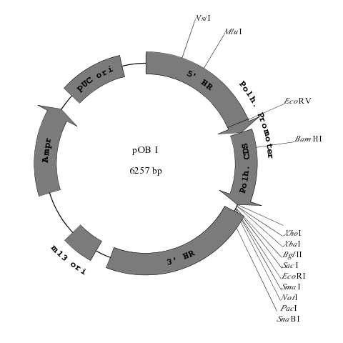 Construction map of the polyhedrin-fusion transfer vector, pOBⅠ.