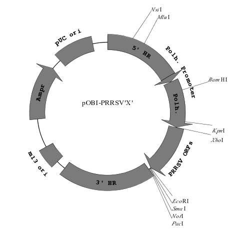 Construction map of the transfer vectors, pOBⅠ-PRRSV'X' in which the PRRSV ORFs were C-terminally fused to polyhedrin gene. The capital 'X' of pOBⅠ-PRRSV'X' represents 2, 3, 4, 5, 6, and 7, indicating respective PRRSV ORF number.