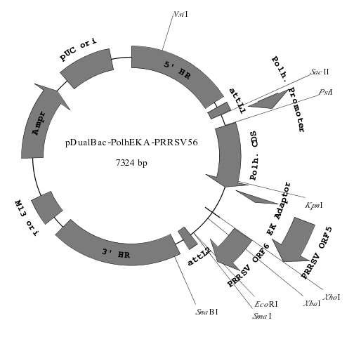 Construction map of the donor vector, pDualBac-PolhEKA-PRRSV56.