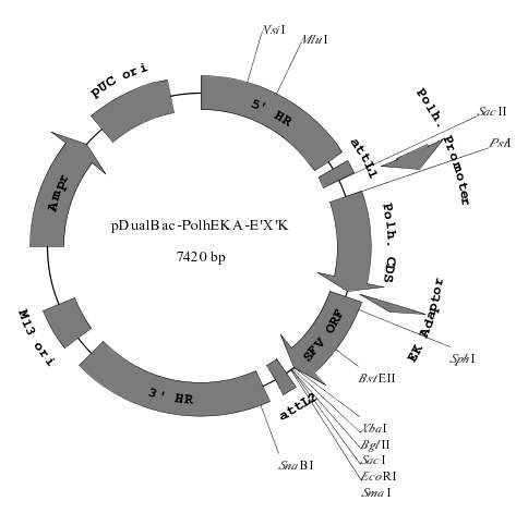 Construction map of the transfer vectors, pDualBac-PolhEKA-E'X'K in which the SFVORFs were C-terminally fused to polyhedrin gene. The capital 'X' of pDualBac-PolhEKA-E'X'K represents 0, 1 and 2, indicating respective SFV ORF.