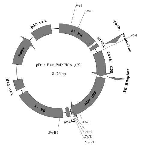 Construction map of the transfer vectors, pDualBac-PolhEKA-g'X' in which the ADVORFs were C-terminally fused to polyhedrin gene. The capital 'X' of pDualBac-PolhEKA-g'X' represents C and D, indicating respective ADV ORF.