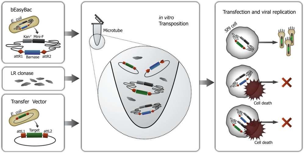 Flow chart of high-throughput recombinant virus generation using EasyBac system.