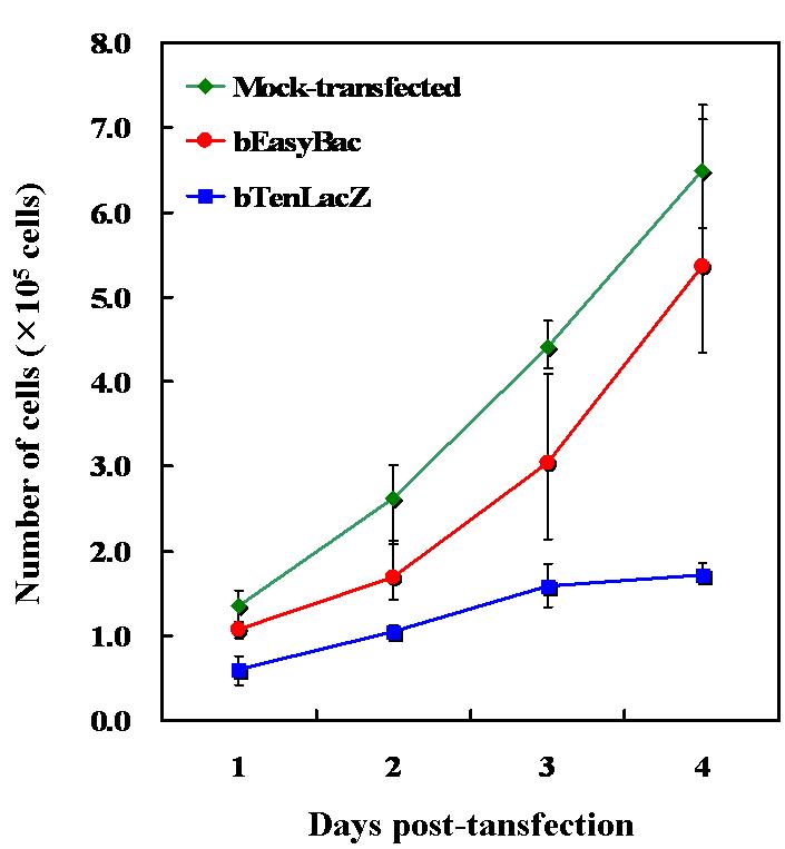 Growth of Sf9 cells transfected with the recombinant AcNPV genome, bEasyBac, expressingBarnase under the control of CpBV ORF3005 promoter.