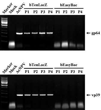 Detection of viral mRNAs from Sf9 cells transfected with the recombinant AcNPV genome,bEasyBac, along serial passage. Passage numbers are indicated as 'Pn', 'P' for passage and 'n' for number.