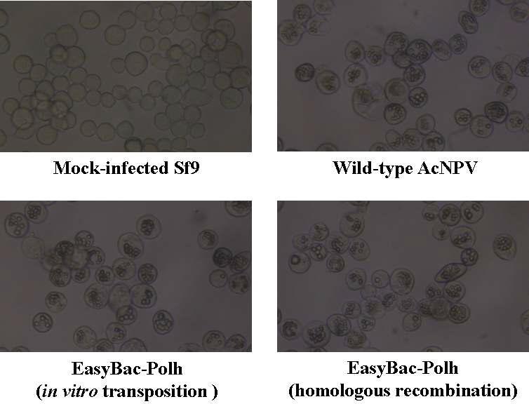 Production of polyhedra in Sf9 cells infected with the recombinant AcNPV, EasyBac-Polh.The EasyBac-Polh was generated by both in vitro site specific transposition and in vivo homologous recombination between the bEasyBac and the pDualBac-Polh.