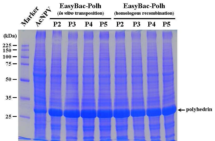 SDS-GAGE analysis of the polyhedrin expressed by the recombinant AcNPV,EasyBac-Polh, along serial passage. The EasyBac-Polh generated by both in vitro transposition or in vivo homologous recombination. Passage numbers are indicated as 'Pn', 'P' for passage and 'n' for number.