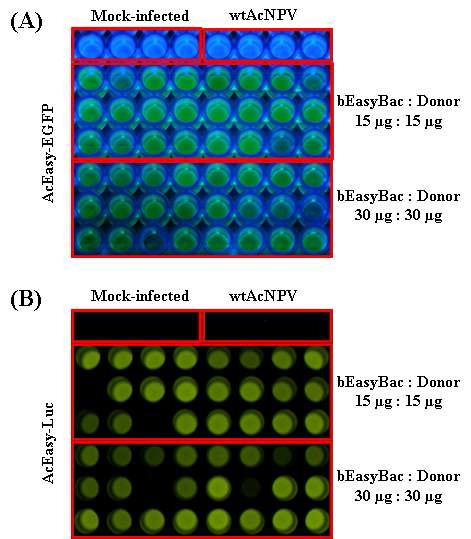 in situ Assay of EGFP (A) and luciferase (B) in Sf9 cells infected with AcEasy-EGFP andAcEasy-Luc, respectively. Quantities of bEasyBac genome and donor vector used for transposition were indicated at right of each pannel.