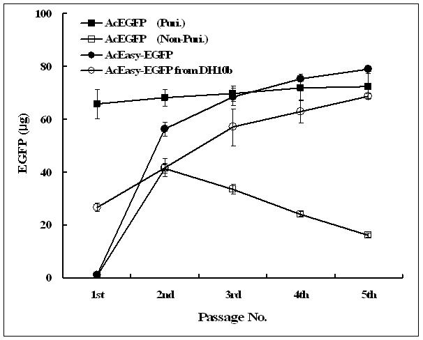 Expression of EGFP in Sf9 cells infected with the recombinant AcNPVs along serialpassage. The AcEasy-EGFP and AcEGFP were constructed using bEasyBac and bAcGOZA as parent viral genome, respectively.