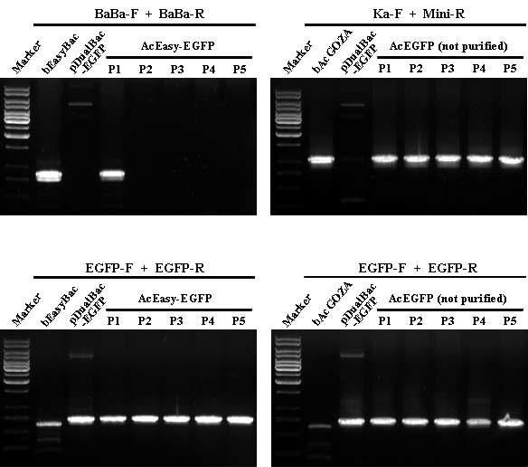 Verification of the genome structure of the recombinant viruses, AcEasy-EGFP ansAcEGFP, along serial passage. Passage numbers are indicated as 'Pn', 'P' for passage and 'n' for number.